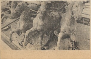 19800314 THE PHEASANTRY QUADRIGA 03 CN